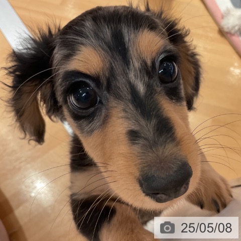 ミニチュア・ダックスフンドの写真