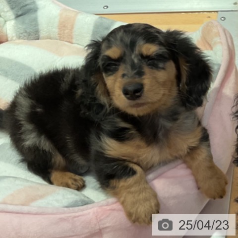 ミニチュア・ダックスフンドの写真