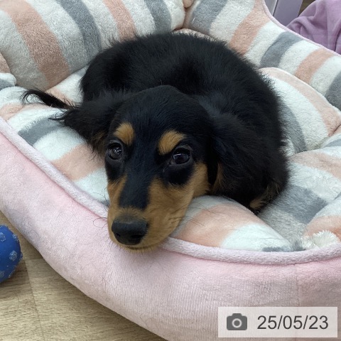 ミニチュア・ダックスフンドの写真