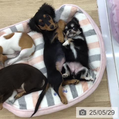 ミニチュア・ダックスフンドの写真