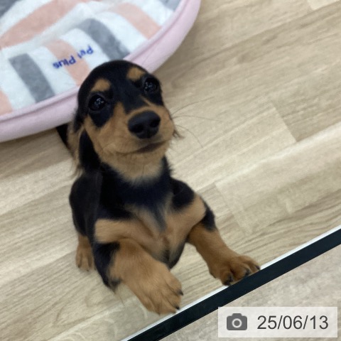 ミニチュア・ダックスフンドの写真
