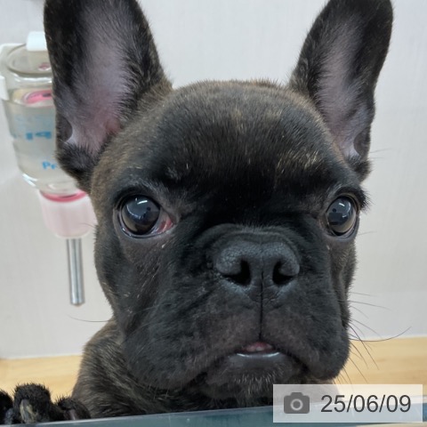 フレンチ・ブルドッグの写真