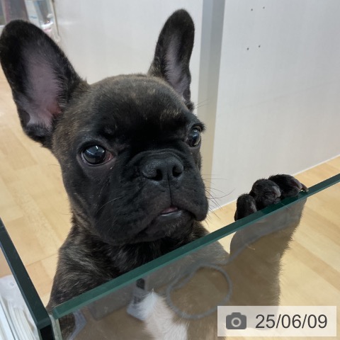 フレンチ・ブルドッグの写真