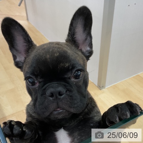 フレンチ・ブルドッグの写真