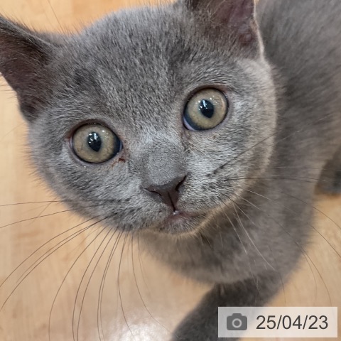 ブリティッシュショートヘアの写真
