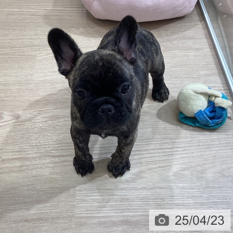 フレンチ・ブルドッグの写真