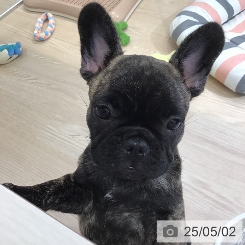 フレンチ・ブルドッグの写真