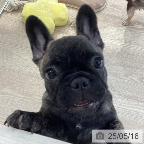 フレンチ・ブルドッグの写真