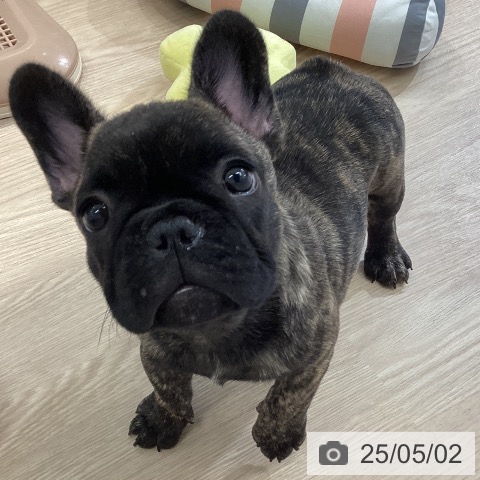 フレンチ・ブルドッグの写真