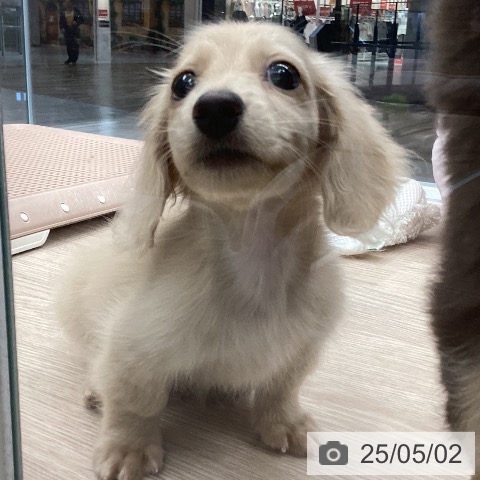 ミニチュア・ダックスフンドの写真