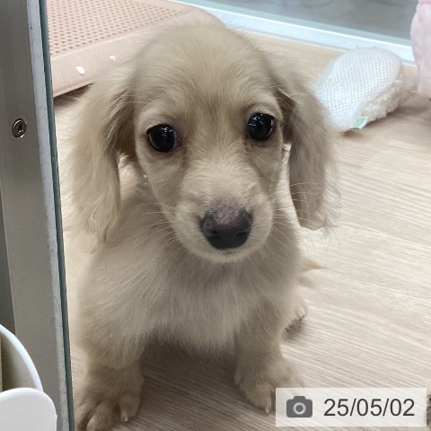 ミニチュア・ダックスフンドの写真