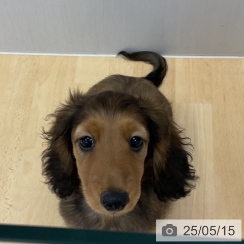 ミニチュア・ダックスフンドの写真