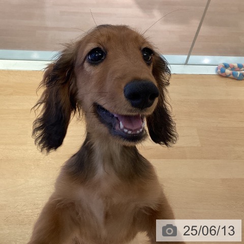ミニチュア・ダックスフンドの写真