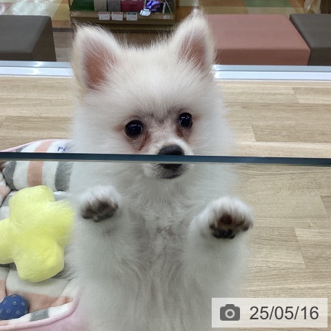 ポメラニアンの写真