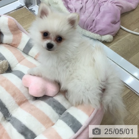 ポメラニアンの写真