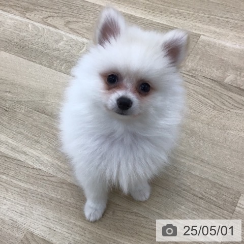 ポメラニアンの写真