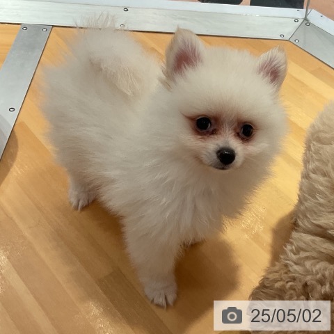 ポメラニアンの写真