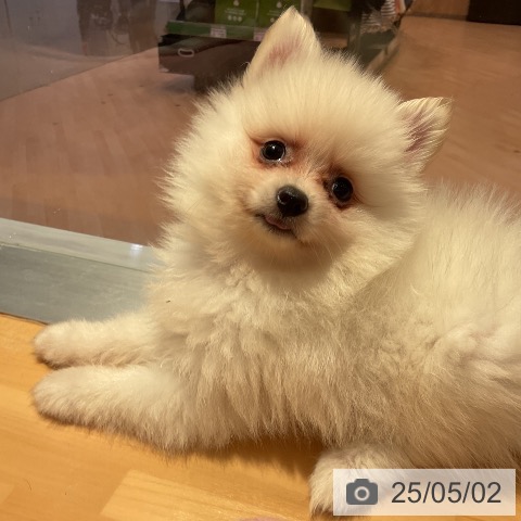 ポメラニアンの写真