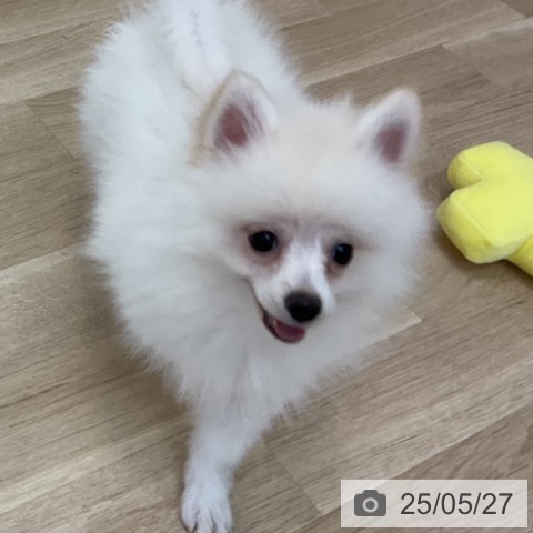 ポメラニアンの写真