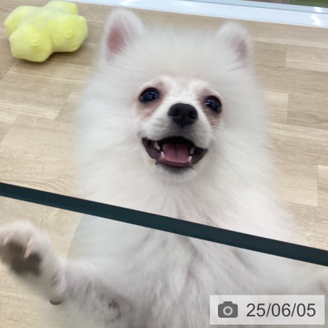 ポメラニアンの写真