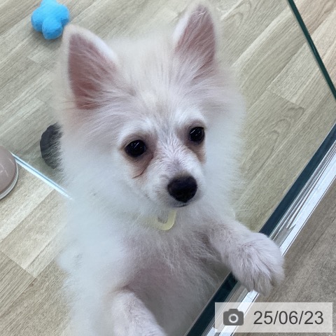 ポメラニアンの写真