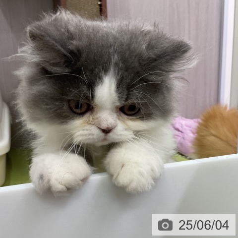 エキゾチックの写真