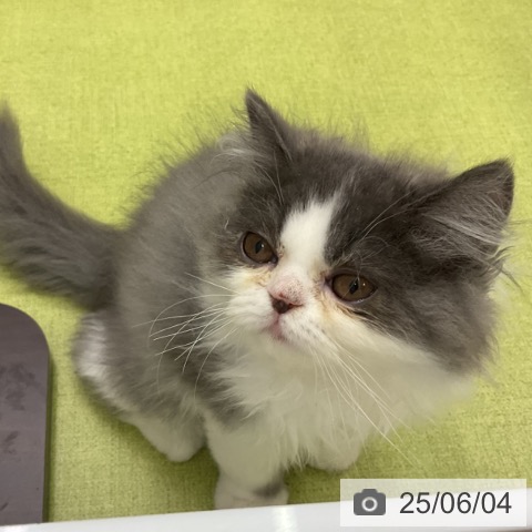 エキゾチックの写真
