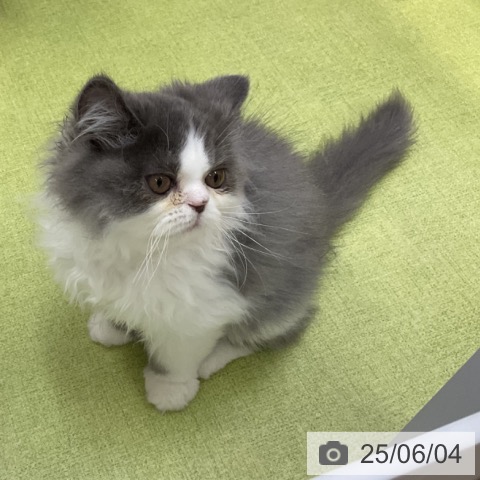 エキゾチックの写真