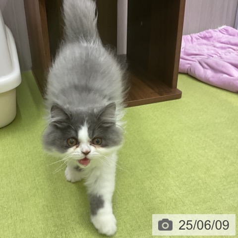 エキゾチックの写真