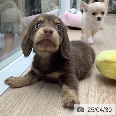 ミニチュア・ダックスフンドの写真