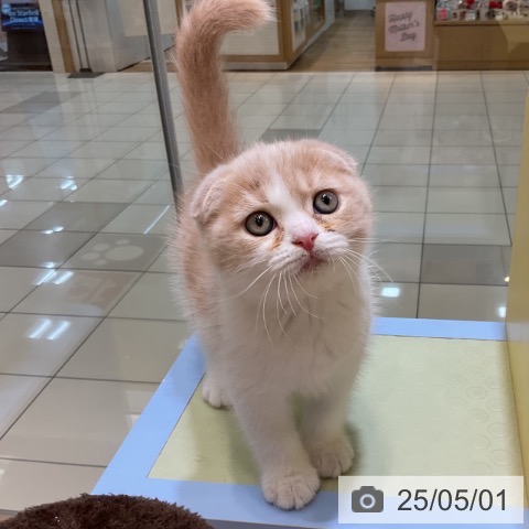 スコティッシュフォールドの写真