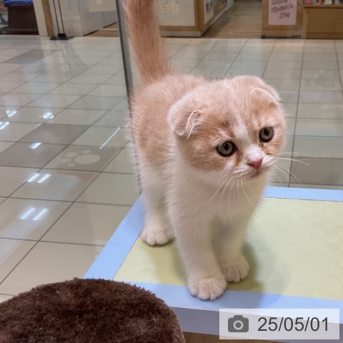 スコティッシュフォールドの写真