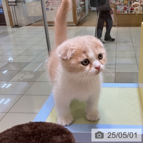 スコティッシュフォールドの写真