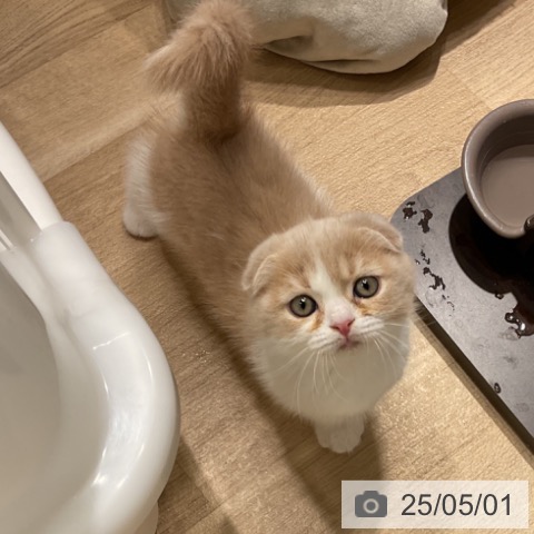 スコティッシュフォールドの写真