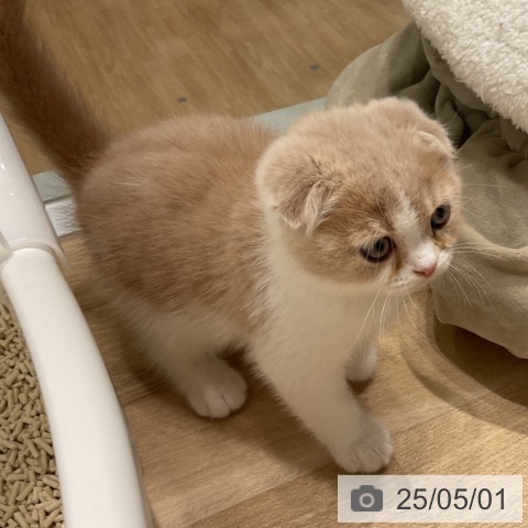 スコティッシュフォールドの写真