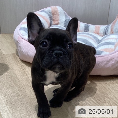 フレンチ・ブルドッグの写真