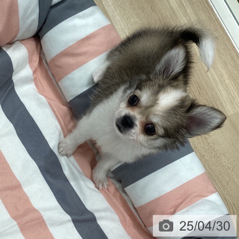 チワワの写真