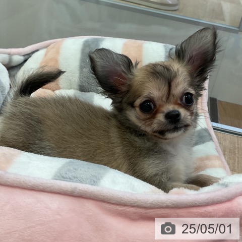 チワワの写真