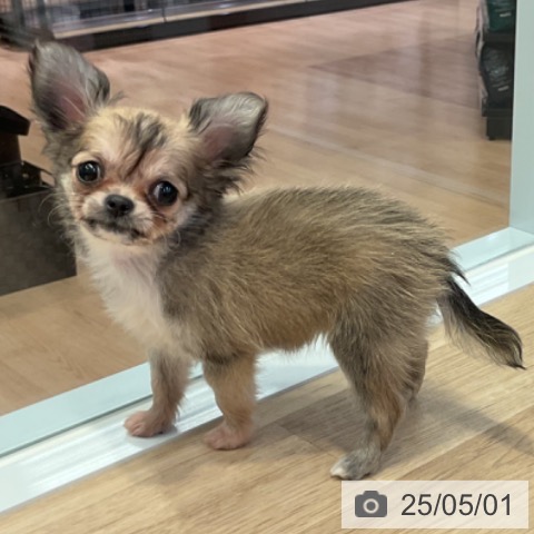 チワワの写真