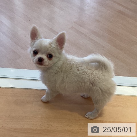 チワワの写真