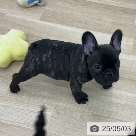 フレンチ・ブルドッグの写真