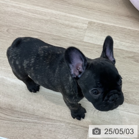 フレンチ・ブルドッグの写真