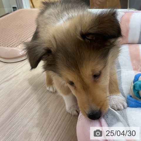 シェットランド・シープドッグの写真