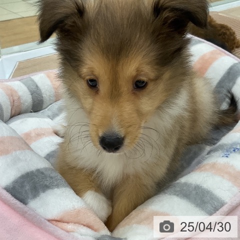 シェットランド・シープドッグの写真