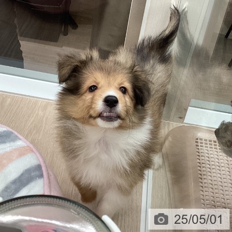 シェットランド・シープドッグの写真