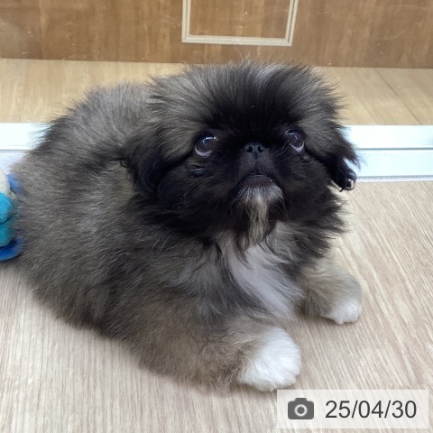 ペキニーズの写真
