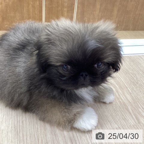 ペキニーズの写真