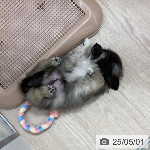 ペキニーズの写真