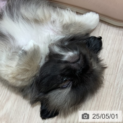ペキニーズの写真