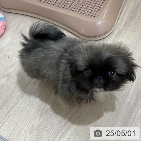 ペキニーズの写真